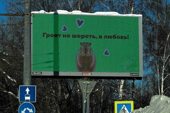 «Греет не шерсть, а любовь!» — нашествие капибар в Казани