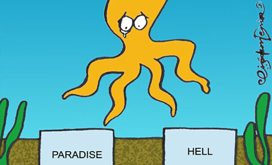 Осьминог Пауль