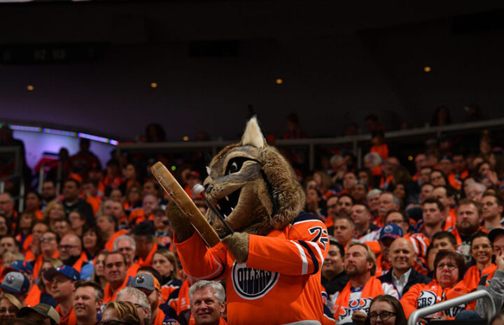 Рысь в Эдмонтоне